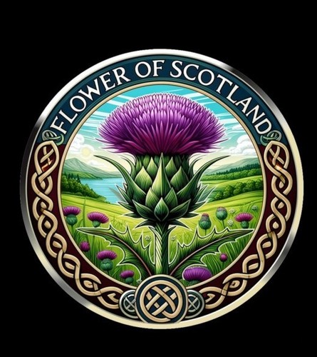 Flower scotland thistle - of,