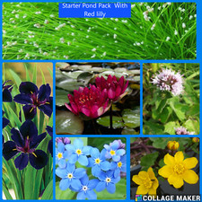Starter pond pack water - starter,
