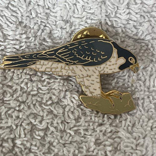 Lanius bird peregrine falcon - peregrine,
