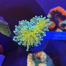 ULTRA ORANGE TIGER TORCH CRISTATA EUPHYLLIA HARD CORAL LPS EASY TO KEEP RARE 