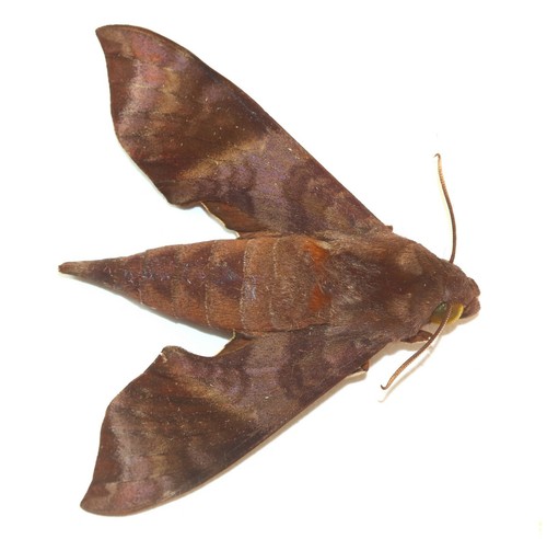 Lepidoptera sphingidae - lepidoptera,,