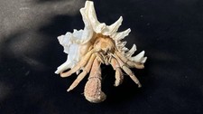 Taxidermy Giant Marine Hermit