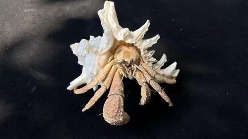 Taxidermy giant marine hermit - giant,