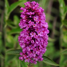 1 X BUDDLEIA PETITE 'TUTTI