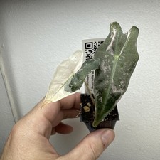 Alocasia Nobilis Pink