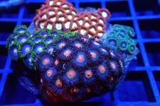 Zoa Rock / Colony #4 – Mixed