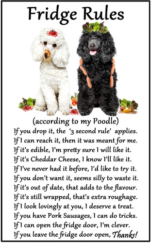 Poodle dog gift fridge - dog,