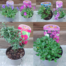 Alpine rockery plants 9cm pot