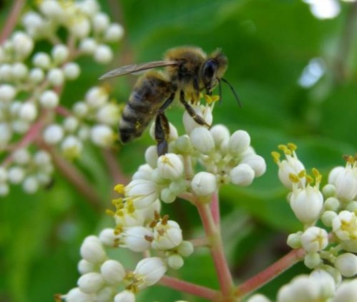 Bee tree tetradium - bee,