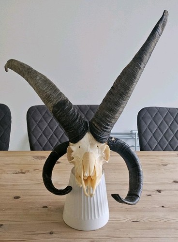 Rare jacob sheep skull with - , 4