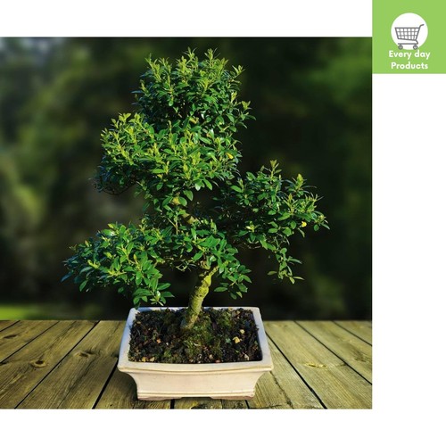 Ilex bonsai tree cm with - tree,