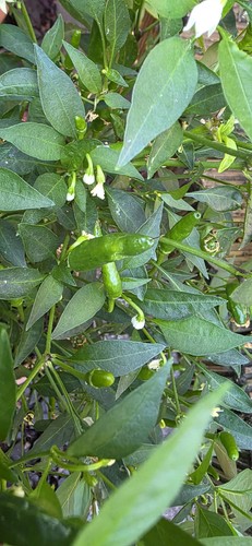Thai dragon birds - thai, chilli