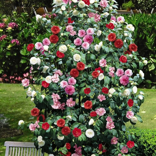 Suttons camellia tricolour - suttons,