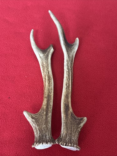 Pair sika deer antlers - sika,