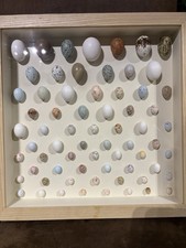 The garden And woodland Collection - Display Case Of Replica Birds Eggs