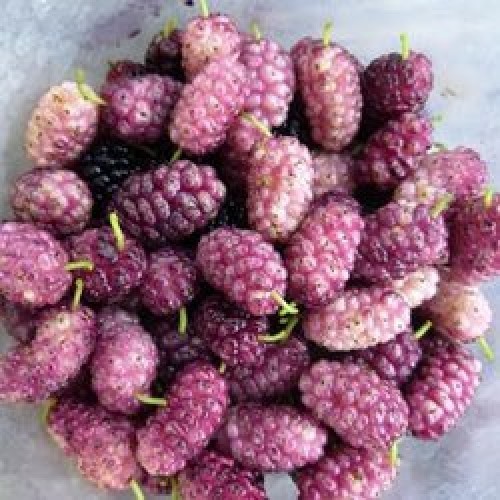 Lavender mulberry 6 scion - lavender,