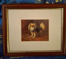 Mounted and framed dog print- Tibetan Spaniel