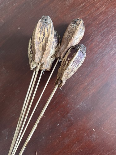 Abigail ahern dried seed - abigail,