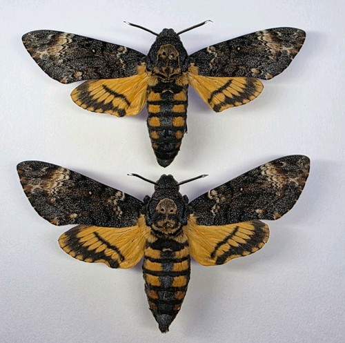 Archerontia atropos set - atropos, 2
