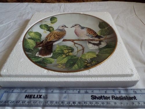 Franklin turtle dove - franklin,