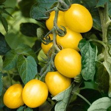 TOMATO LIMONCITO F1 - 8 SEEDS