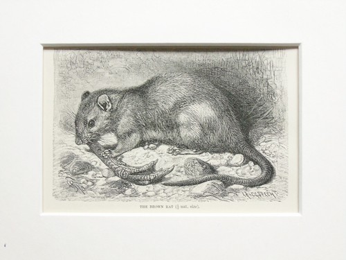Brown rat animal print 1893 - brown,