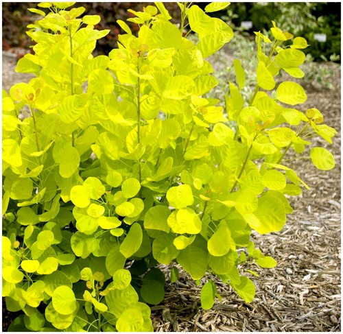 Smoke tree cotinus coggygria - smoke,