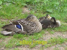 Photo 6x4 keeping wary - a,