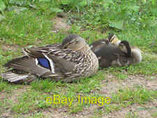 Photo 6x4 Keeping a wary eye