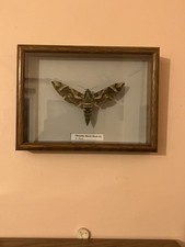 Stunning Oleander hawk moth in