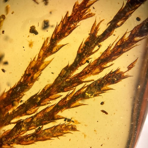 Burmese amber fossil 99 - amber,