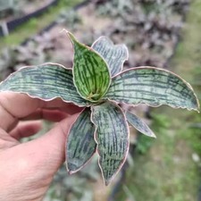 6CM Succulent Cactus Plant