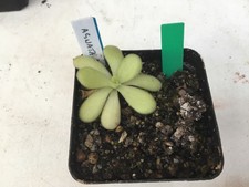 Pinguicula Agnata. Barranco De Toliman