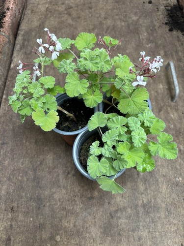 Pine - 3x, (pelargonium
