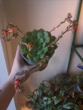 Echeveria Dondo Flowering