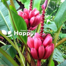 PINK BANANA PLANT - 10 Seeds -