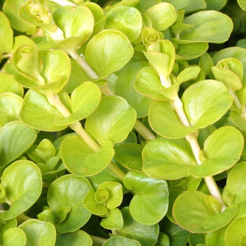 Lysimachia aurea live - lysimachia,