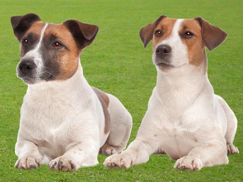 Picture jack russell - jack,