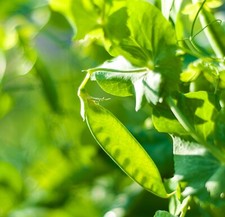 Vegetable - Pea - Early Onward