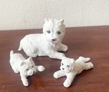Miniature Toy Dogs - White Terrier Mum Dog - 2 Puppies 