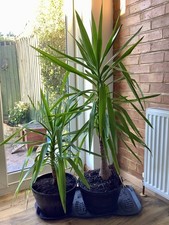 Yucca Elephantipes Large