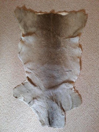 Deer skin good - good, used