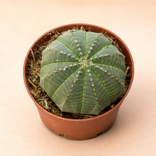 Euphorbia obesa live succulent - euphorbia,