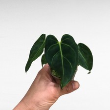 Anthurium Regale Rare Aroid
