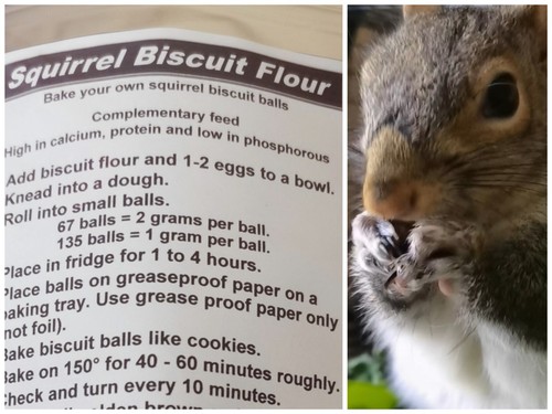 Squirrel biscuit flour - , 140