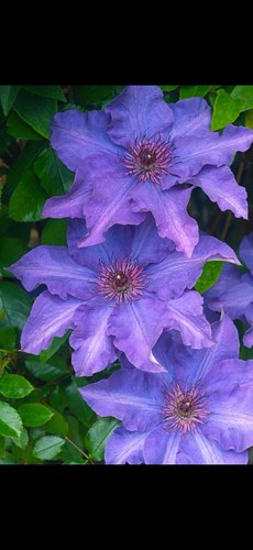 Clematis the president - the, pot