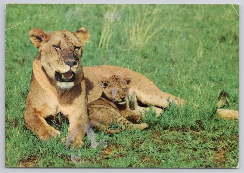 African wild life lioness with - african,