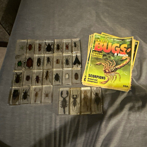 Bugs insects resin embedded - &,