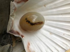 Agate Egg x 1  Reiki Chakra +