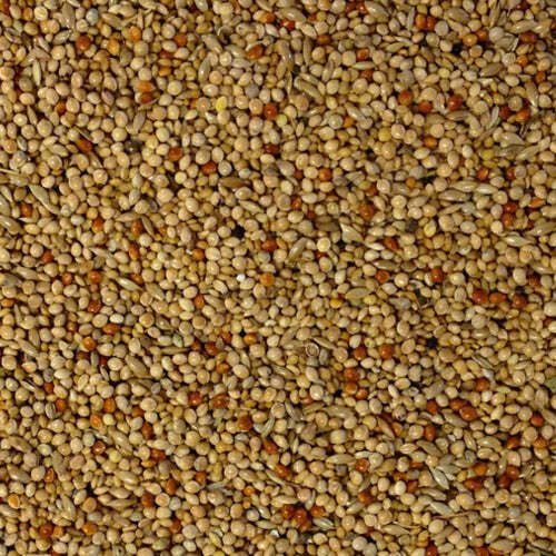 Foreign finch seed bird - seed,